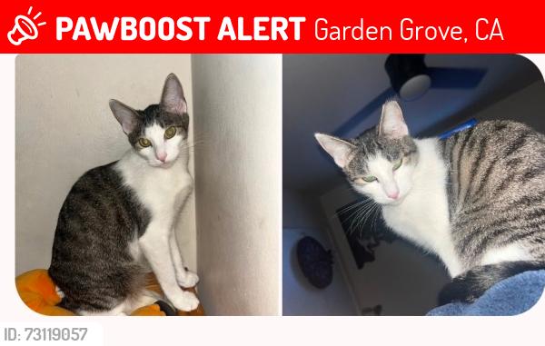 Lost Female Cat last seen Melody park dr. Garden grove ca, Garden Grove, CA 92841