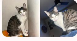 Lost Female Cat last seen Melody park dr. Garden grove ca, Garden Grove, CA 92841
