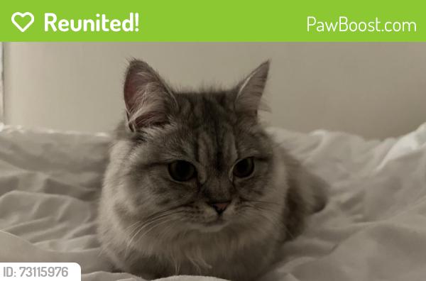 Reunited Female Cat last seen Fallowfield, Fallowfield, England M14 6FG