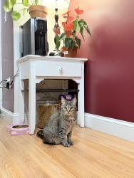 Reunited Female Cat last seen Near market st, Lynn, MA 01901