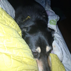 Reunited Female Dog last seen Bromley and 2nd ave Brighton colorado, Brighton, CO 80601
