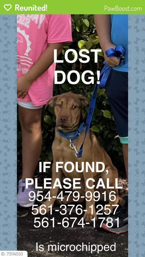 Reunited Male Dog last seen Near boca entrada blvd, boca raton, Boca Raton, FL 33428