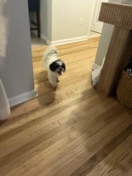 Reunited Female Dog last seen E 7th street, Sterling st, Plainfield, NJ 07062