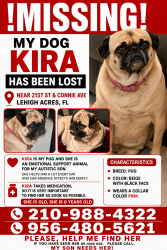 Lost Female Dog last seen 21st St W, Lehigh Acres, FL 33971