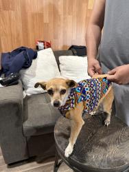Lost Female Dog last seen Oak st, Bernalillo, NM 87004