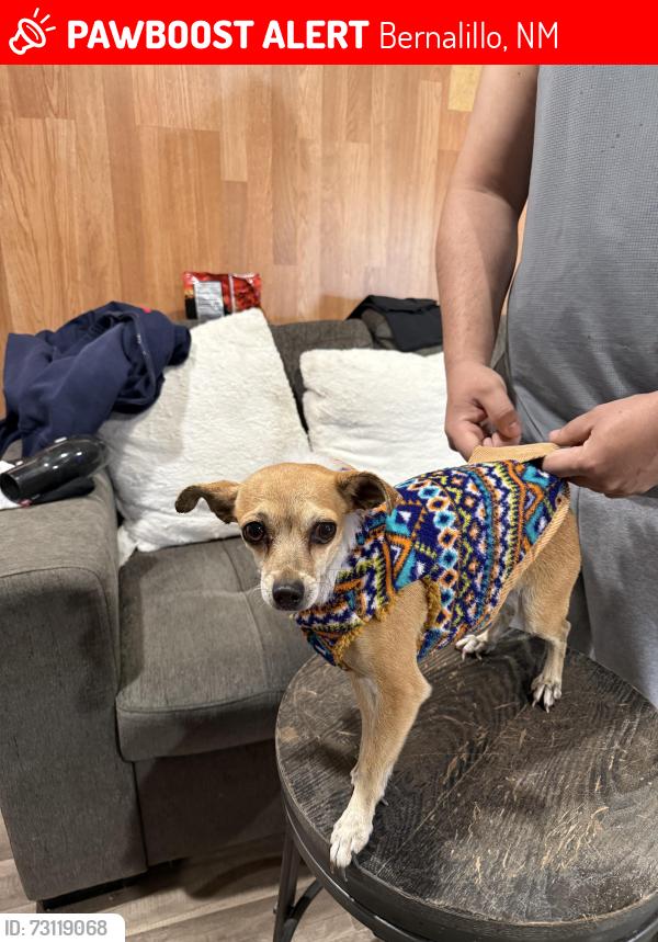 Lost Female Dog last seen Oak st, Bernalillo, NM 87004
