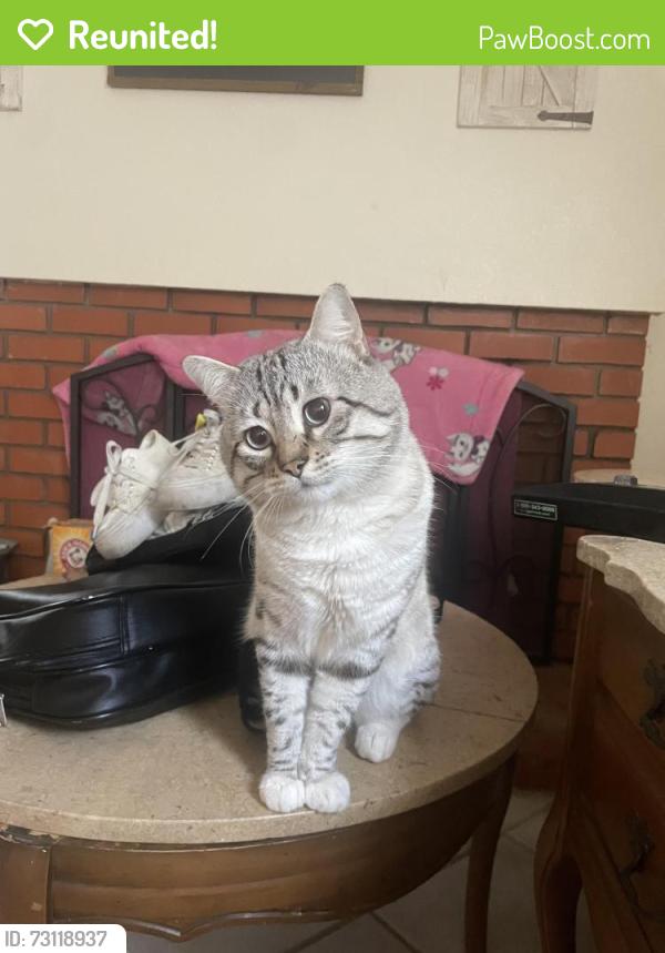 Reunited Male Cat last seen Hillward St, Escondido, CA 92027, USA, Escondido, CA 92027