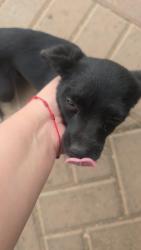 Reunited Female Dog last seen Signal Dr/Phillips blvd, Pomona, CA 91766
