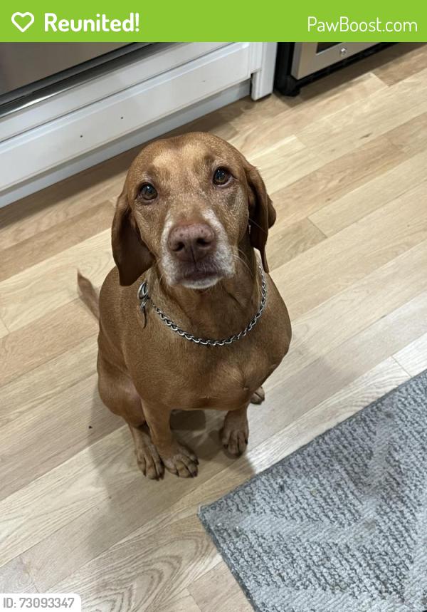 Reunited Female Dog last seen Old Winery Rd./Cielo Ct., Poway, CA 92064