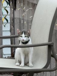 Found/Stray Unknown Cat last seen 159th Street West and Harwell Avenue, Apple Valley, MN, Apple Valley, MN 55124