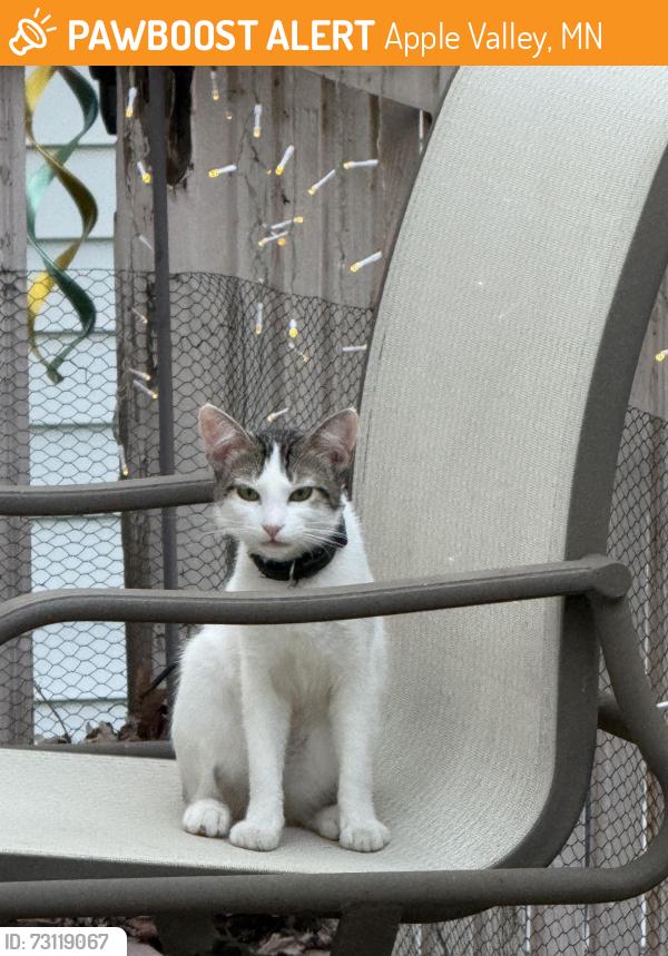 Found/Stray Unknown Cat last seen 159th Street West and Harwell Avenue, Apple Valley, MN, Apple Valley, MN 55124