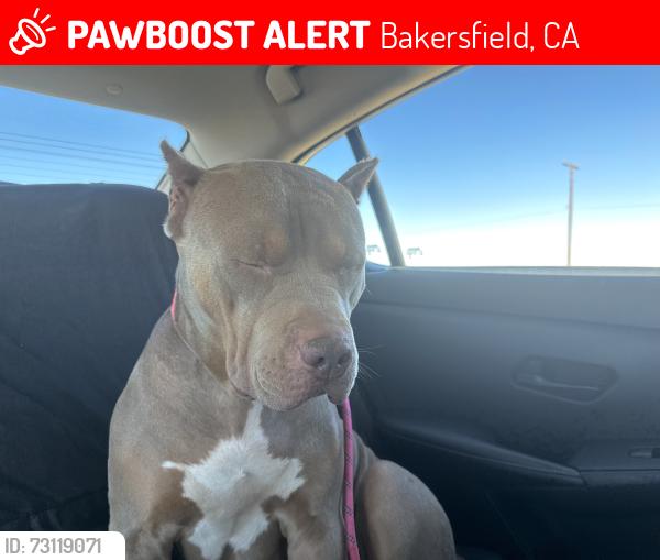 Lost Female Dog last seen Morehouse ave, Bakersfield, CA 93307