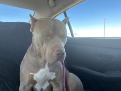 Lost Female Dog last seen Morehouse ave, Bakersfield, CA 93307