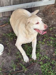 Reunited Male Dog last seen River Ridge Reserve, Valrico, FL 33596