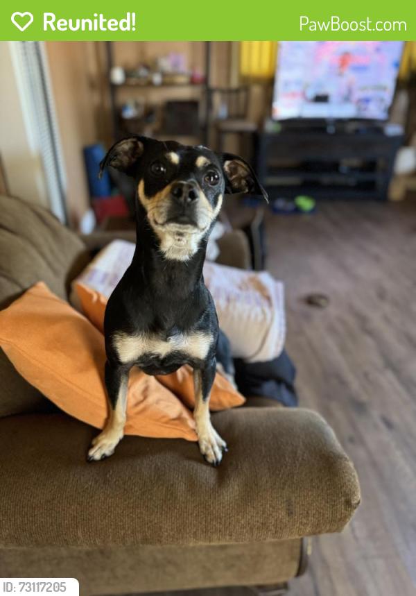 Reunited Male Dog last seen Glenoaks and Alameda, Burbank, CA 91502