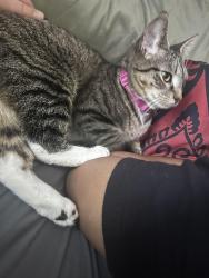 Reunited Female Cat last seen Langwood neighborhood, Houston, TX 77092