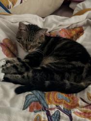Reunited Female Cat last seen Pluckers restaurant, Pasadena, TX 77506