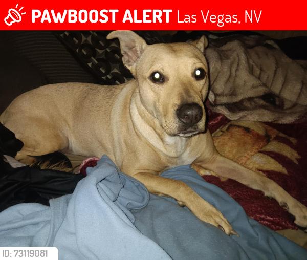 Lost Female Dog last seen Near graphic Center Drive apt2037, Las Vegas, NV 89118