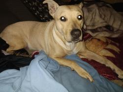 Lost Female Dog last seen Near graphic Center Drive apt2037, Las Vegas, NV 89118