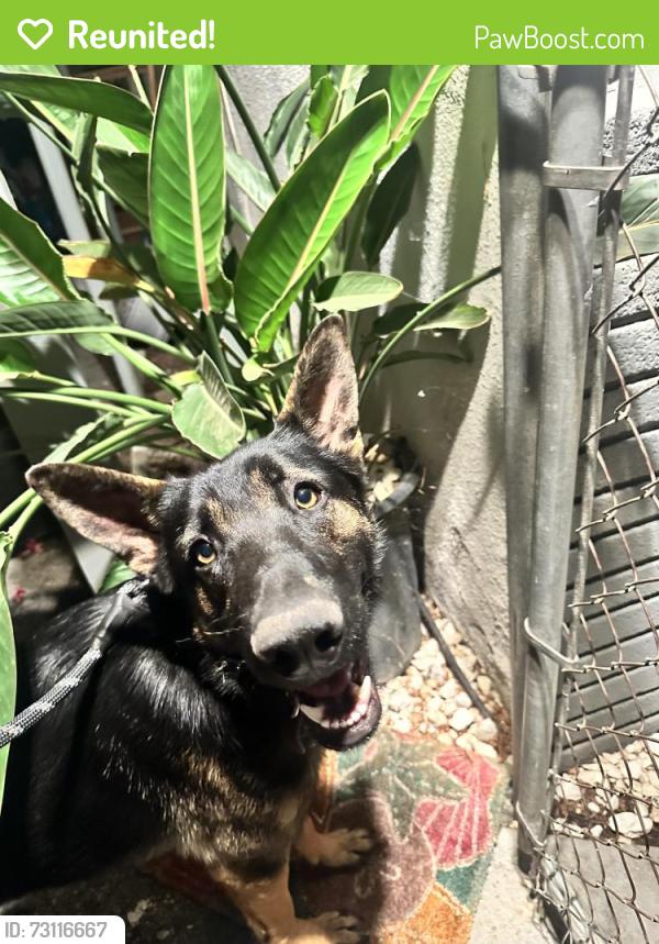 Reunited Female Dog last seen Golden Star, Riverside, CA 92506