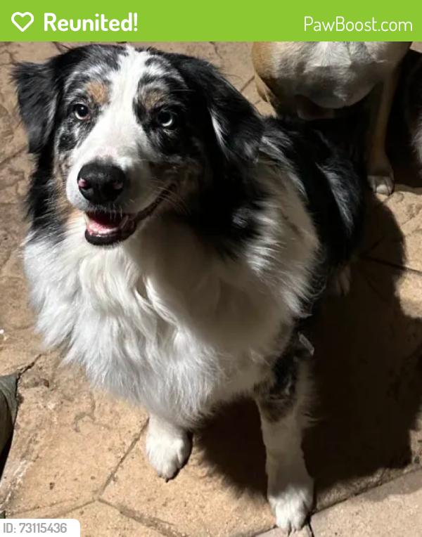Reunited Male Dog last seen Mary Lane and Haas, Escondido, CA 92025
