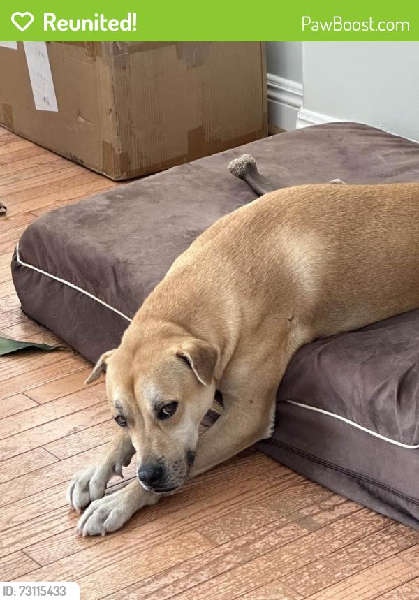 Reunited Male Dog last seen Mary Lane and Haas, Escondido, CA 92025