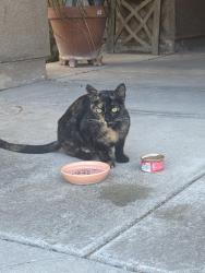 Found/Stray Female Cat last seen Avenida las Vista, San Diego, CA 92154