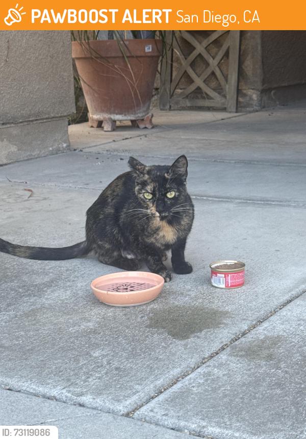 Found/Stray Female Cat last seen Avenida las Vista, San Diego, CA 92154