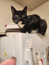 Lost Male Cat last seen Via Holon and Via Hidalgo, Larkspur, CA 94904