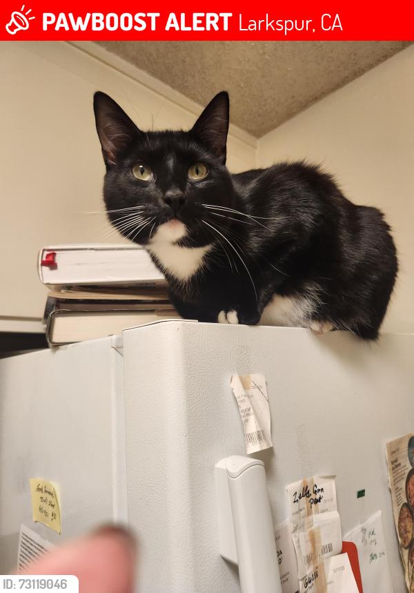 Lost Male Cat last seen Via Holon and Via Hidalgo, Larkspur, CA 94904