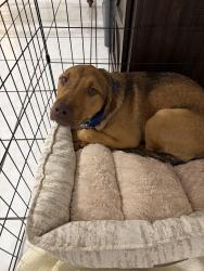 Reunited Male Dog last seen The Seven Boca, Boca Raton, FL 33428