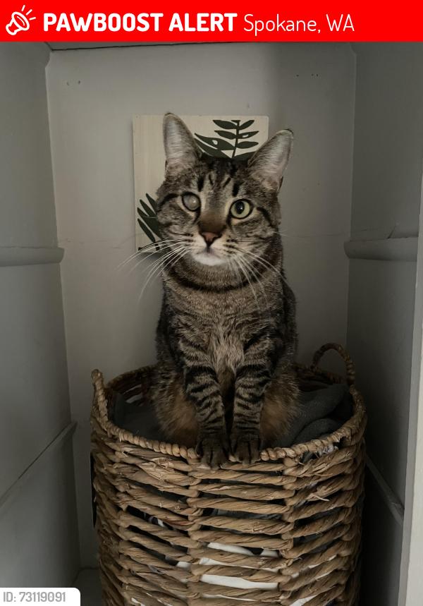 Lost Male Cat last seen Monroe & Priceton, Spokane, WA 99205