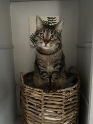 Lost Male Cat last seen Monroe & Priceton, Spokane, WA 99205