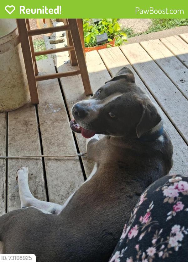 Reunited Male Dog last seen Jefferson Avenue east Whitney east market street, Anderson, SC 29621