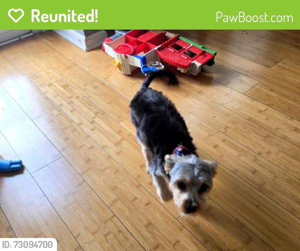 Reunited Male Dog last seen Hickory woods dr antioch tn 37013, Nashville, TN 37013