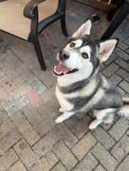 Reunited Female Dog last seen Mason and Rock Canyon, Valero station., S Mason Rd, TX 77450