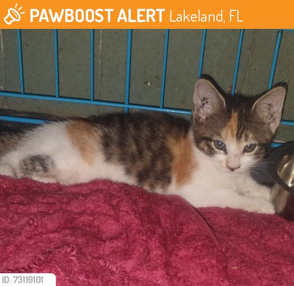 Found/Stray Female Cat last seen George jenkins And Wabash ave, Lakeland, FL 33815