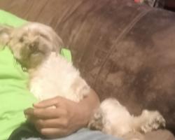 Lost Female Dog last seen Call oma and eisenhower, La Quinta, CA 92253