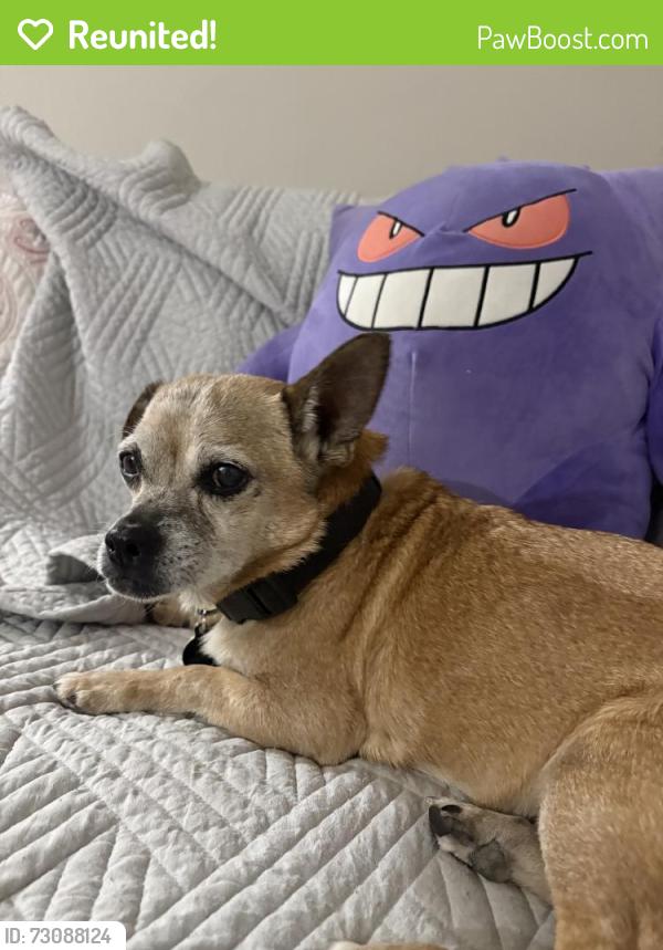 Reunited Male Dog last seen Near Dozier St, Los Angeles, CA 90063, USA, Los Angeles, CA 90063