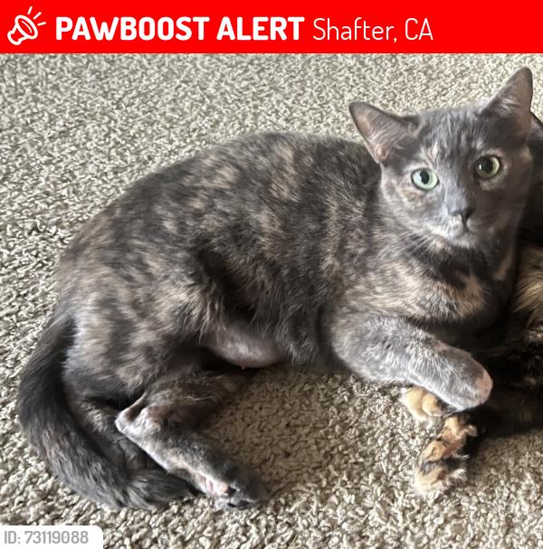 Lost Female Cat last seen gossamer grove neighborhood, Shafter, CA 93263