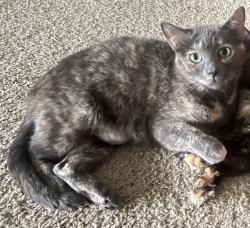 Lost Female Cat last seen gossamer grove neighborhood, Shafter, CA 93263