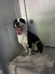 Shelter Stray Male Dog last seen FRONT ST & U ST, 2127 Front St, Sacramento, CA 95818, USA