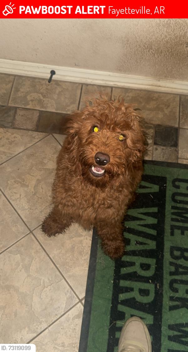 Lost Female Dog last seen Wedington, Fayetteville, AR 72704