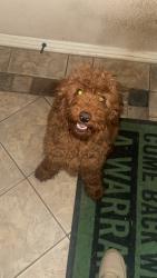 Lost Female Dog last seen Wedington, Fayetteville, AR 72704