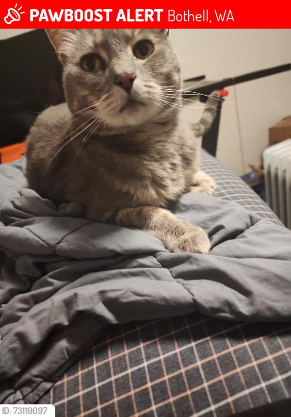 Lost Female Cat last seen Near st se and 19th Ave se Bothell, wa, Bothell, WA 98021