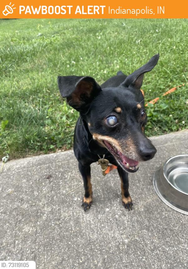 Found/Stray Female Dog last seen A Colorado Av, Indianapolis, IN 46203