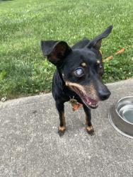 Found/Stray Female Dog last seen A Colorado Av, Indianapolis, IN 46203