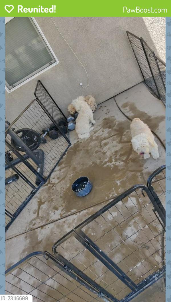 Reunited Male Dog last seen East J14, Lancaster, CA 93535, Lancaster, CA 93535