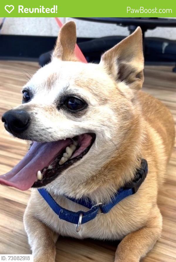 Reunited Male Dog last seen Near centennial Blvd, Richardson, TX 75081