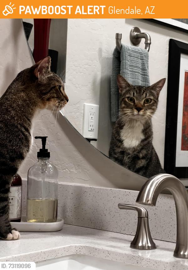 Found/Stray Unknown Cat last seen 57th Ave and Bell area behind Walmart, Glendale, AZ 85308